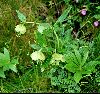 <em>Helleborus occidentalis</em>